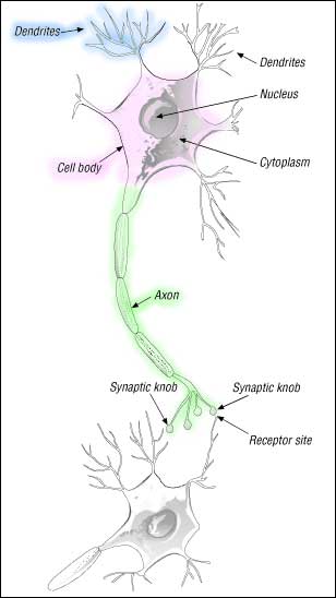 neurons that have one axon and one dendrite are called
